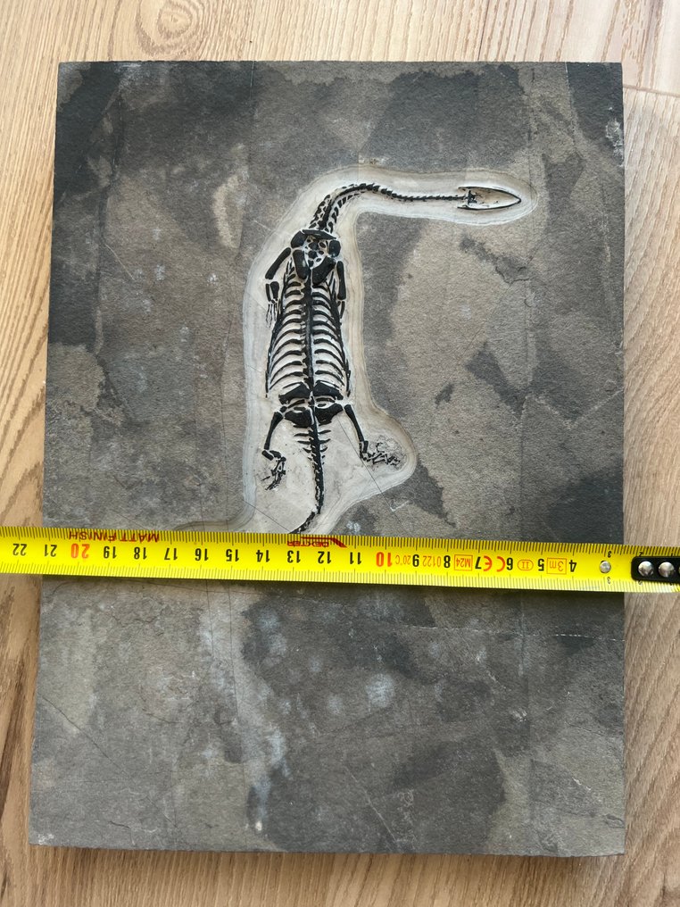 海洋爬行动物 - 动物化石 - Keichousaurus s - 25.9 cm - 19.1 cm  (没有保留价) #2.1