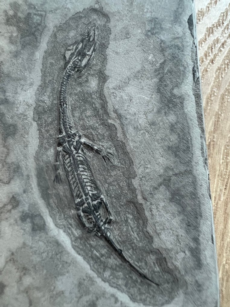 Marine krybdyr - Forstenet dyr - Keichousaurus s - 7.2 cm - 5.1 cm (Ingen mindstepris) #4.3