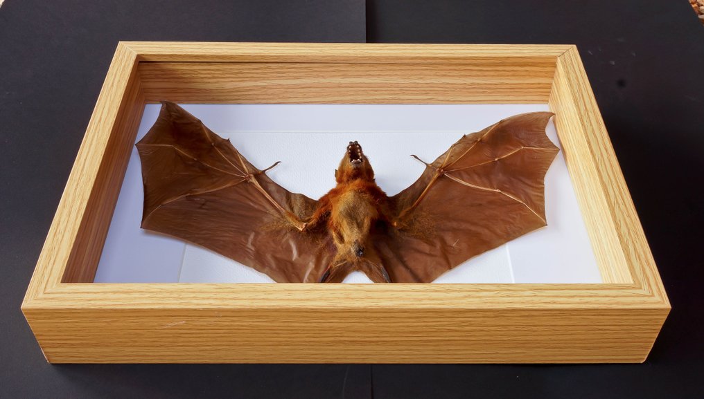 fladdermus Taxidermi - helmontering - Cynopterus brachyotis - Indonesie - 22.5 cm - 31.5 cm - 5 cm #3.2