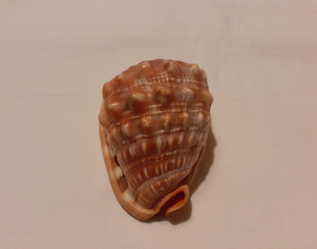 Conchiglia Conchiglia marina - Cypraecassis Rufa (Senza prezzo di riserva) #1.0