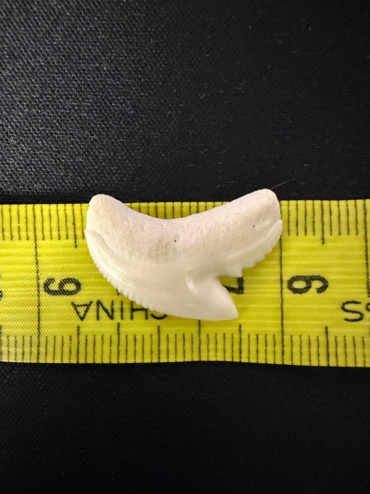 Tiburón tigre Diente - Galeocerdo cuvier - 22 mm - 23 mm - 4 mm #4.3