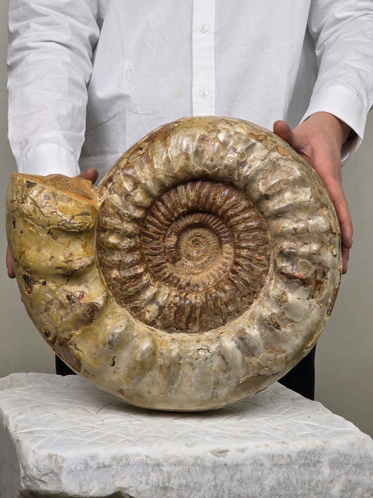 Stor ammonit - Forstenet skal - Perisphinctid #1.0