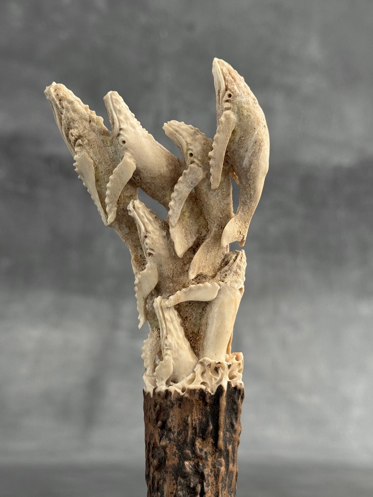 Schnitzerei, NO RESERVE PRICE - A Pod of Blue Whales on a custom stand - 20 cm - Hirschgeweih - 2025 #1.0
