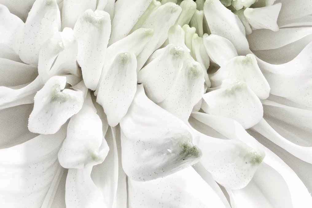 Inna Etuvgi - Aster Pulse #3.2