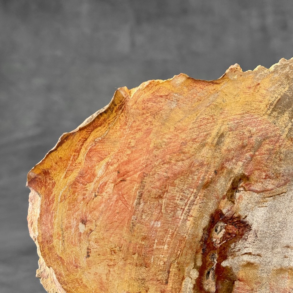 令人惊叹的化石木片，放置在定制底座上。 - 化石木材  (沒有保留價) #3.2