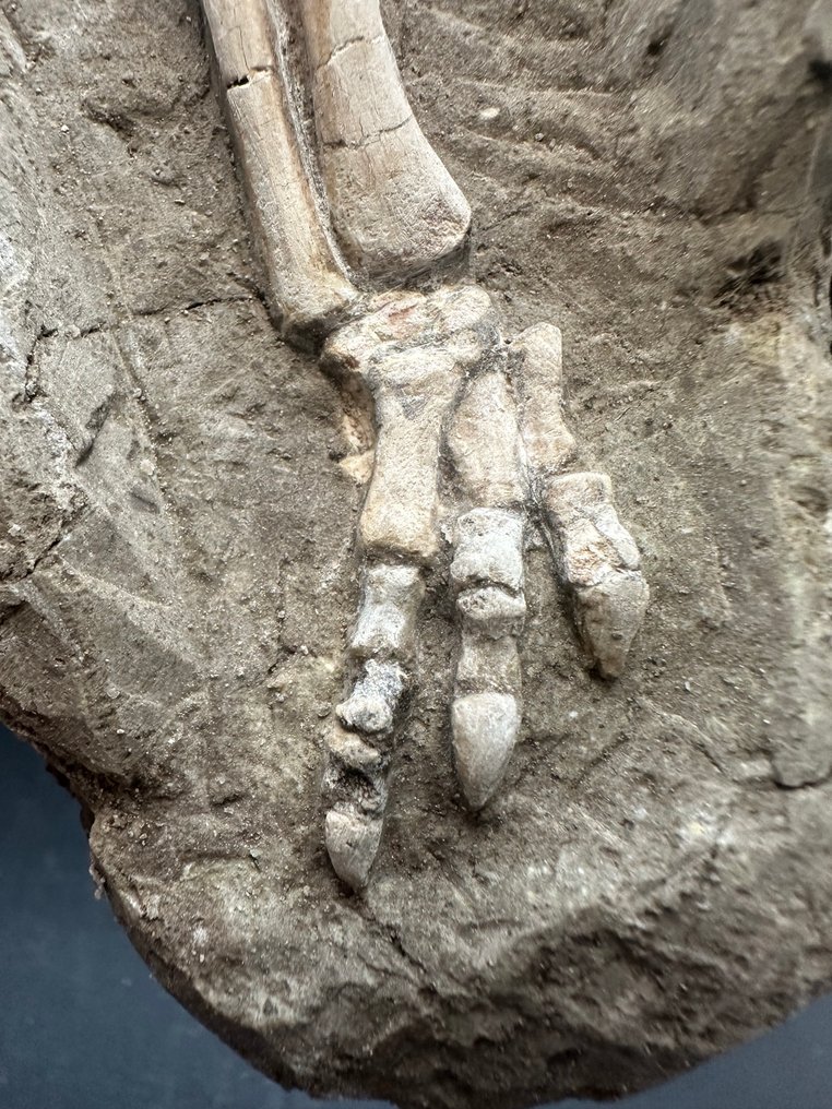 Matrice fossile - Psittacosaurus foot - 17 cm - 10 cm #2.1