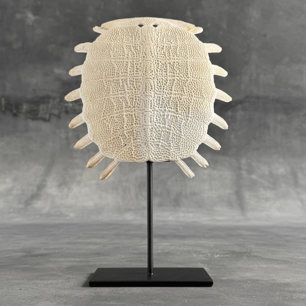 无底价 - 令人惊叹的中国软壳龟背壳,放在定制支架上 骨頭 - Pelodiscus Sinensis - 29 cm - 19 cm - 7 cm- 非《瀕臨絕種野生動植物國際貿易公約》物種 - (1) #1.0