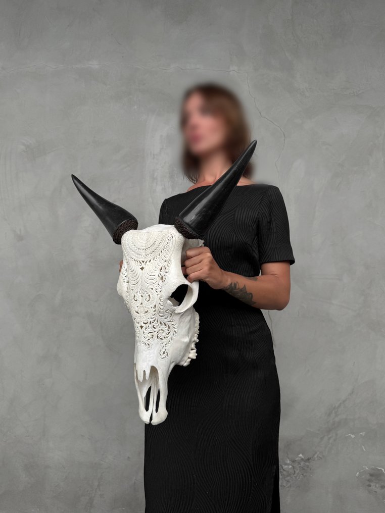 无底价 - 正品白色手工雕刻牛头骨 - 巴东图案 雕刻頭骨 - Bos Taurus - 58 cm - 49 cm - 17 cm- 非《瀕臨絕種野生動植物國際貿易公約》物種 -  (1) #3.2