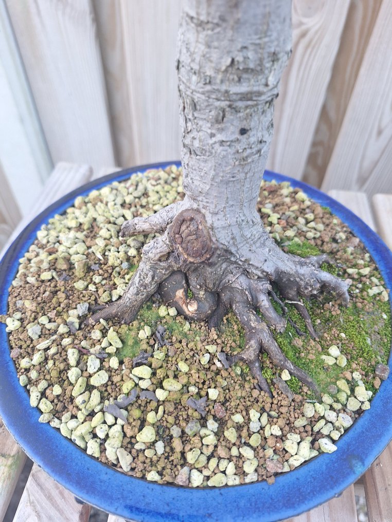 Japanese maple bonsai (Acer palmatum) - Height (Tree): 50 cm - Depth (Tree): 20 cm - Japan #1.0