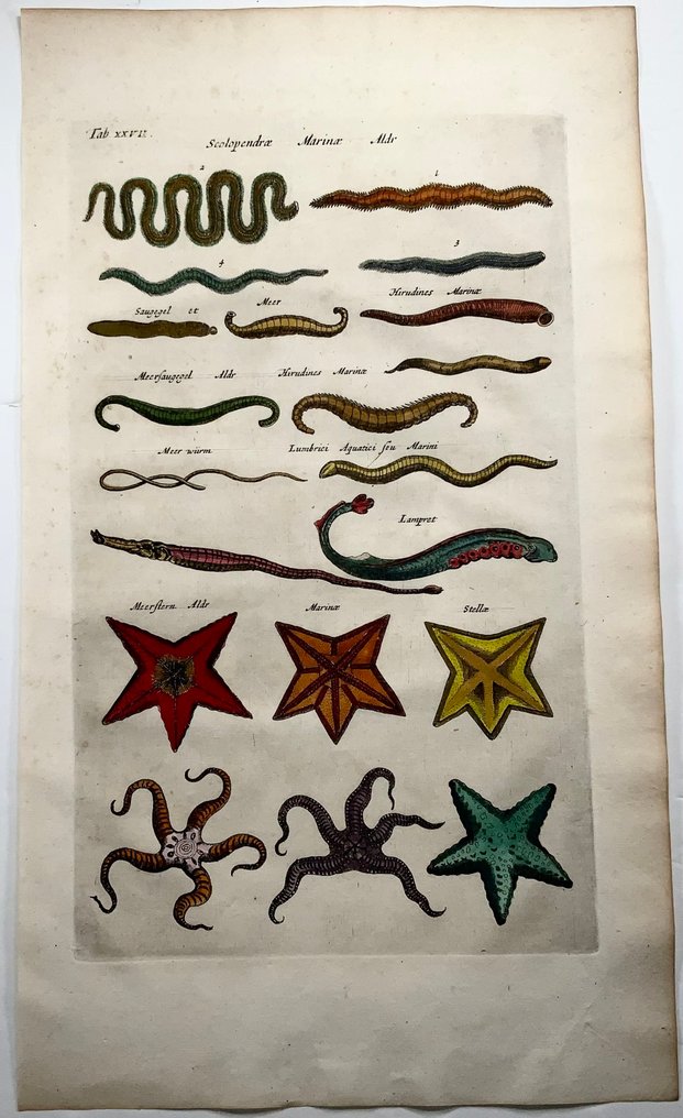 Matthäus Merian (b1593) Hand coloured folio, Marine Life: Starfish, Sea Stars, Lamprey Eel, Sea - 1657 #3.2