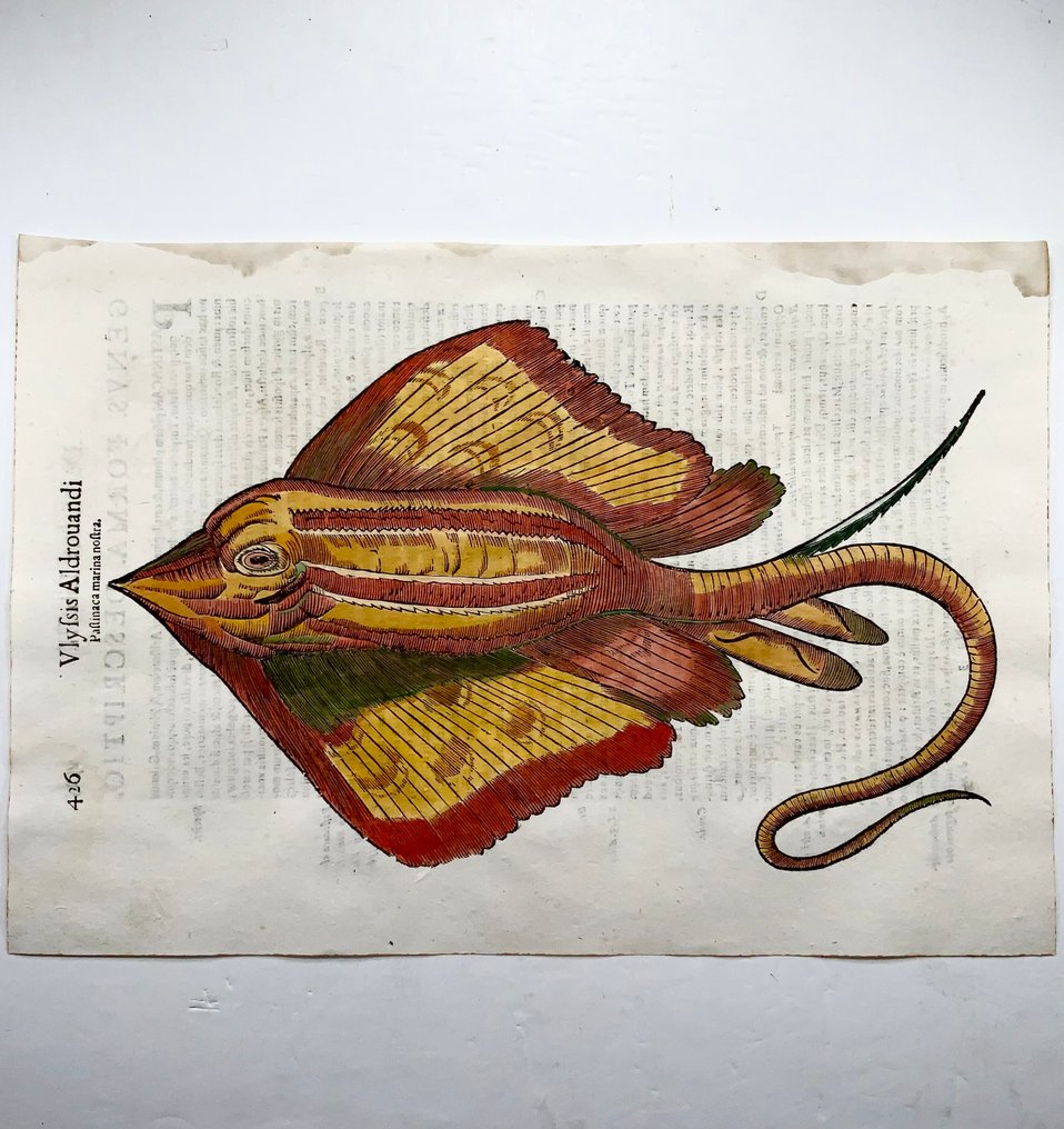 Coriolano (b.1540), Aldrovandi; Fish: Stingray, folio with hand coloured woodcut - 1638 #1.0