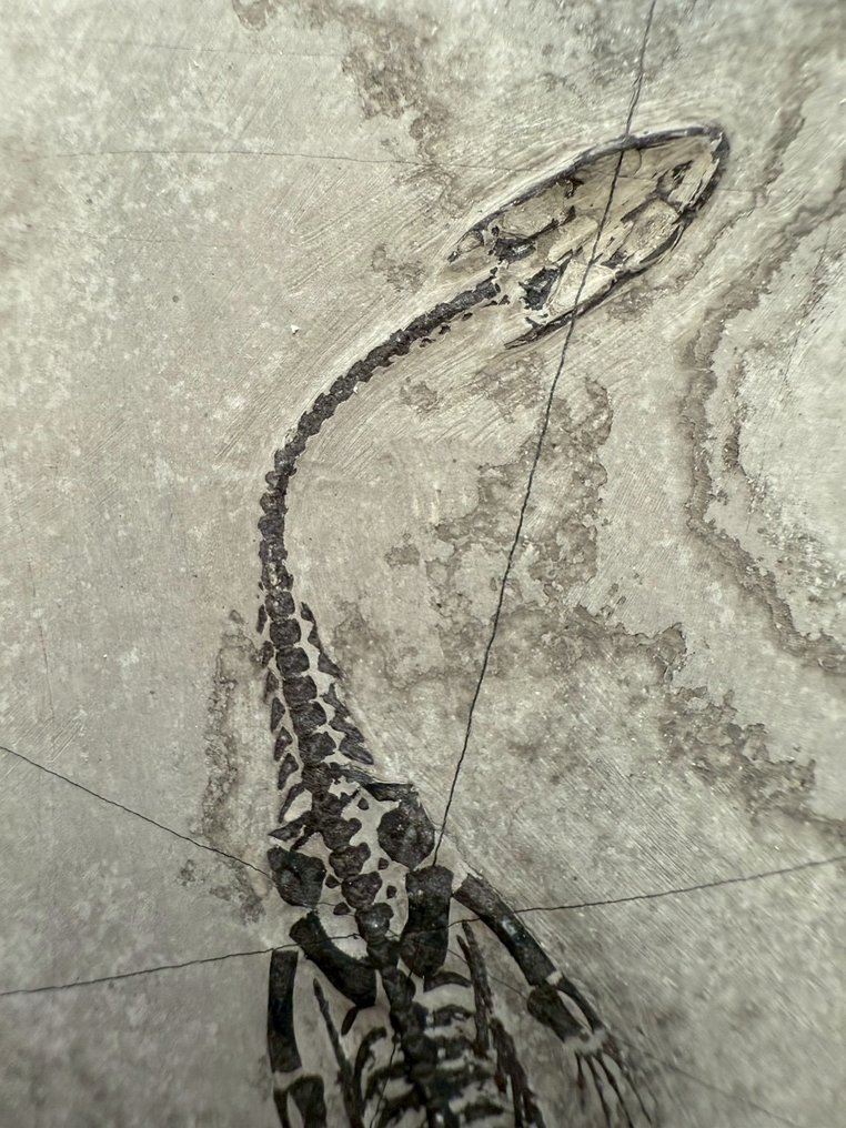 Fossil matrix - Keichousaurus sp. - 11 cm - 6 cm  (沒有保留價) #1.0