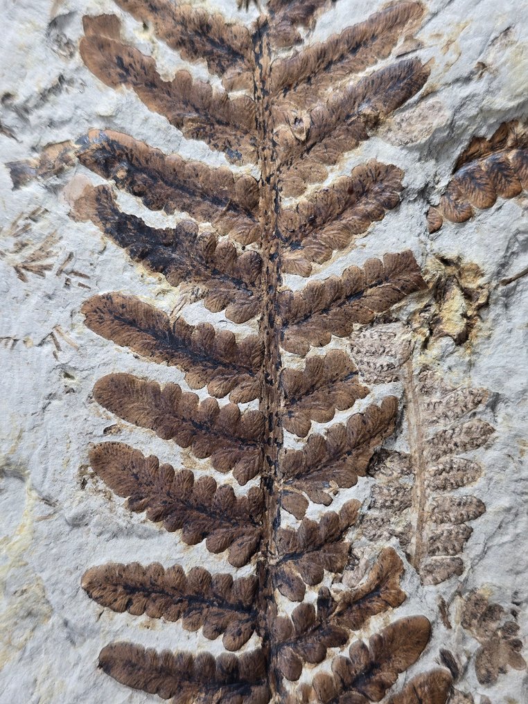 Samambaia - Matriz fóssil - Sphenopteris hadropylla  (Sem preço de reserva) #1.0