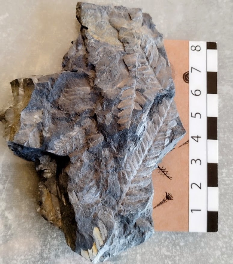 Samambaia - Planta fossilizada - Pecopteris - 11 cm - 8 cm (Sem preço de reserva) #4.3