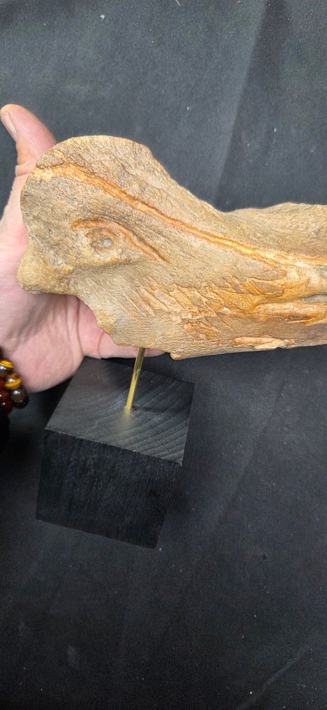 A fabulous prehistory experimental bone engraving-on fossil bison bone- - Diorama museum display base #4.3