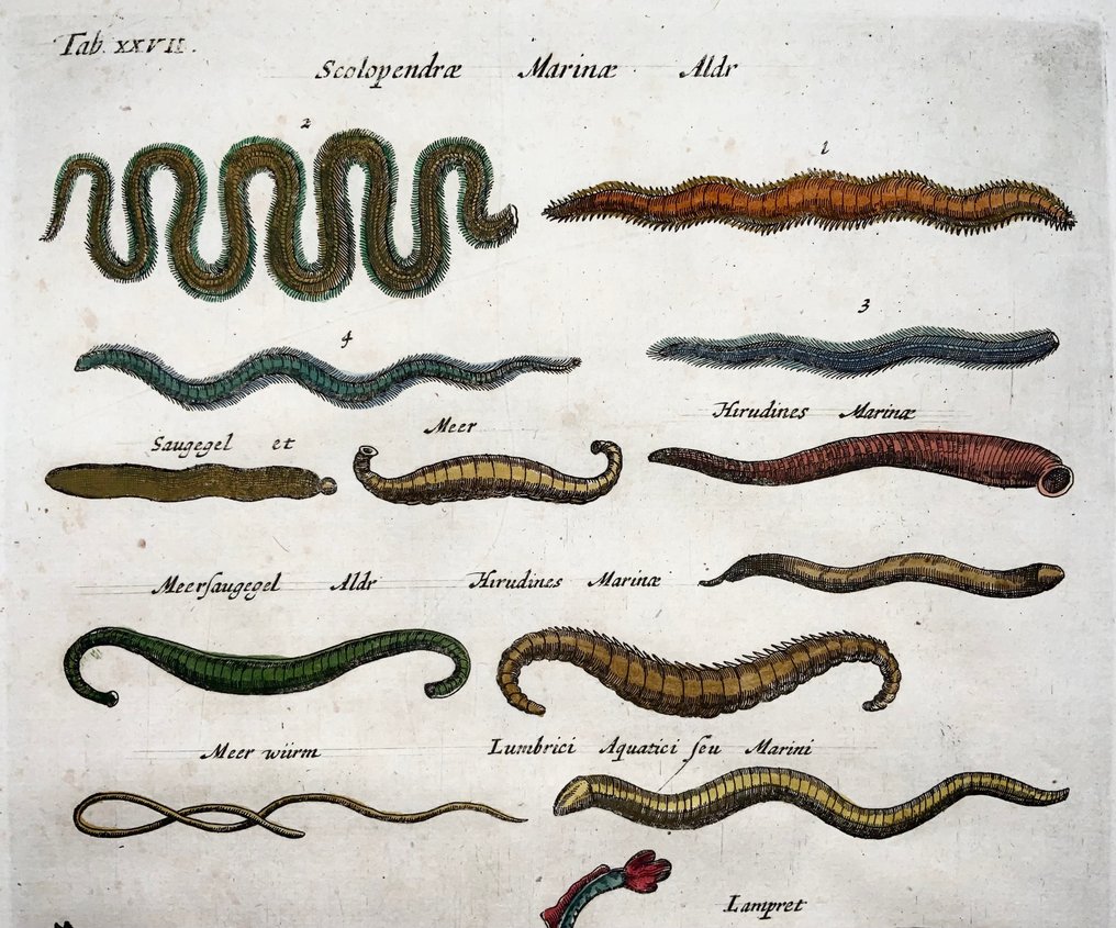 Matthäus Merian (b1593) Hand coloured folio, Marine Life: Starfish, Sea Stars, Lamprey Eel, Sea - 1657 #2.1
