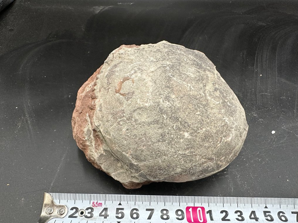 恐龙 - 矩阵化石 - Hadrosaurus or Therizinosaurus - 13 cm - 11 cm (没有保留价) #1.0