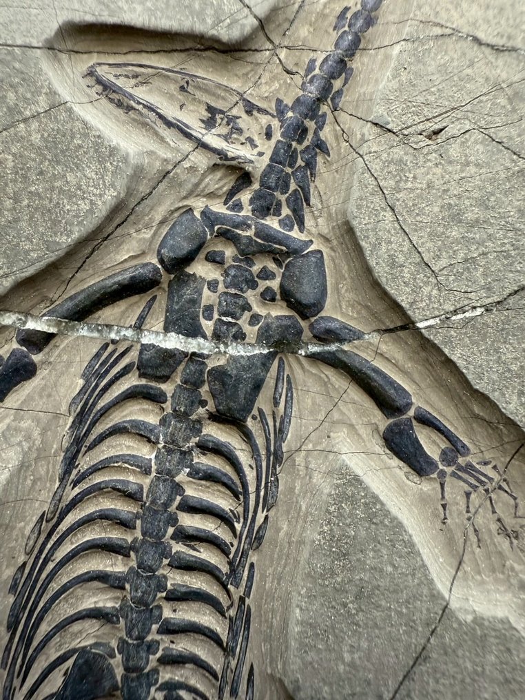 海洋爬行動物 - Fossil matrix - Keichousaurus sp. - 22 cm - 13 cm  (沒有保留價) #2.1