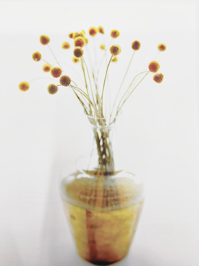 oliver hadji - flowers III #1.0