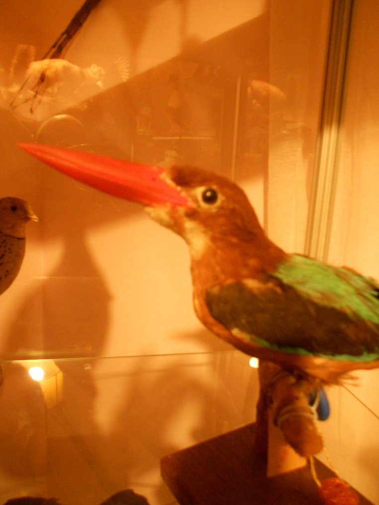 翠鳥 標本全身支架 - Martin-chasseur de Smyrne - Halcyon smyrnensis - 0 cm - 0 cm - 0 cm - 非《瀕臨絕種野生動植物國際貿易公約》物種 - 1 #4.3