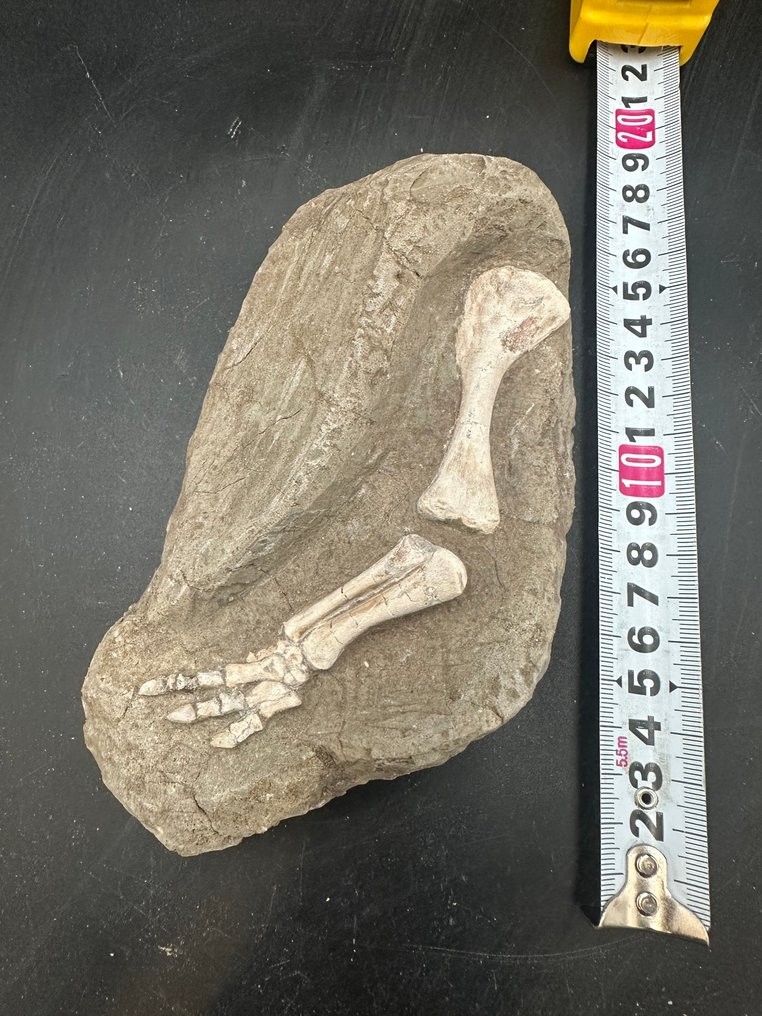 Matrice fossile - Psittacosaurus foot - 17 cm - 10 cm #1.0
