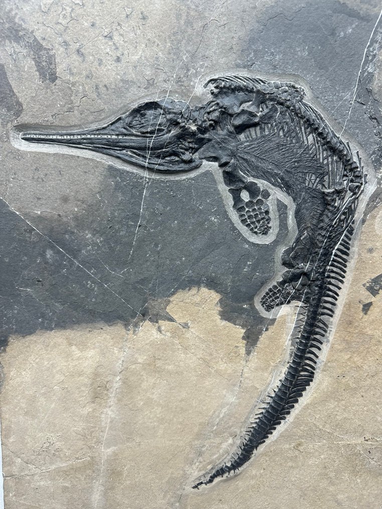 化石 - Fossil matrix - Mixosaurus - 43 cm - 33 cm #2.1