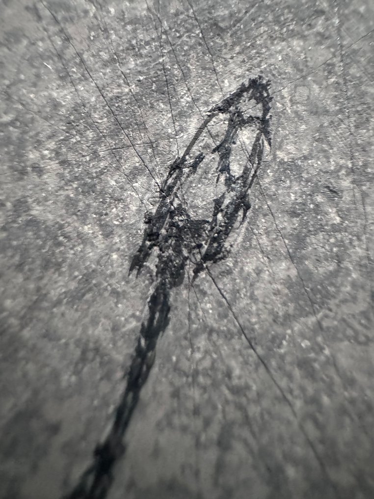 Reptilfossil: Keichousaurus – Trias - Tierfossil - Keichousaurus (Ohne mindestpreis) #1.0