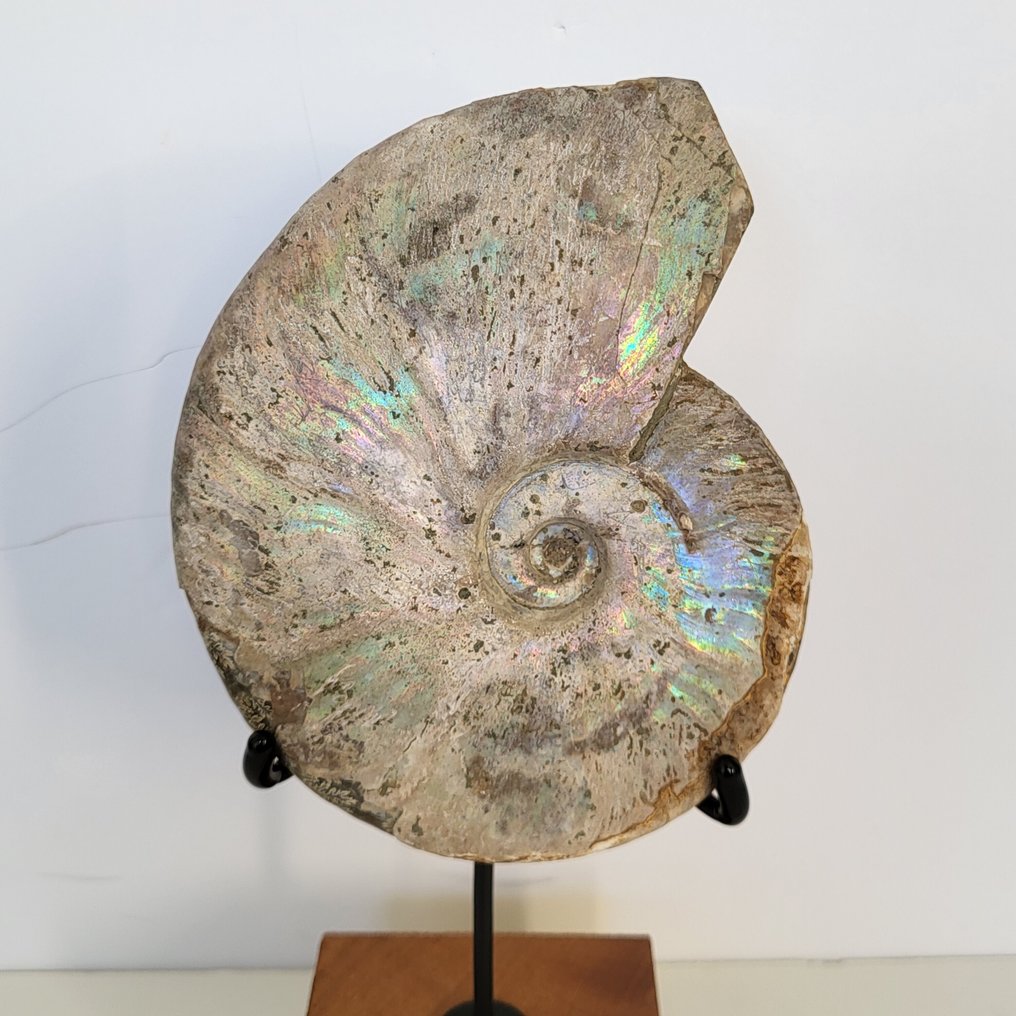 Σπάνιο Ιριδίζον Οστέωμα Αμμονίτη σε Προσαρμοσμένη Ξύλινη Βάση. - Απολιθωμένο κέλυφος - Aioloceras (Cleoniceras) sp. - 22 cm - 11 cm  (χωρίς τιμή ασφαλείας) #2.1