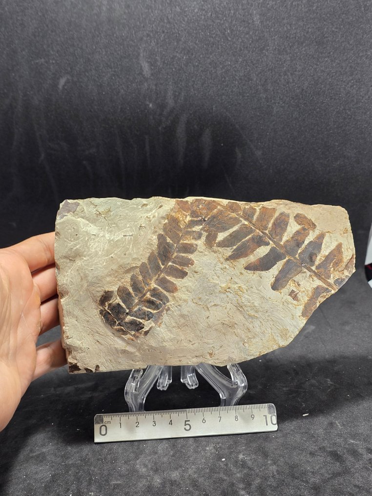 Φυτικό απολίθωμα - Απολιθωμένη μήτρα - Neuropteris ovata & Linopteris gangamopteroides  (χωρίς τιμή ασφαλείας) #1.0