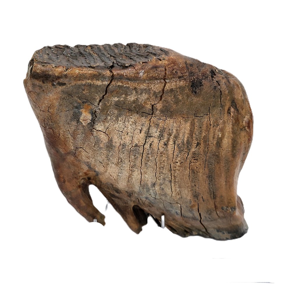2,1 κιλά απολιθωμένων μαλλιαρών μαμούθ - Απολιθωμένο γομφίο - Mammuthus primigenius - 17 cm - 15 cm #1.0