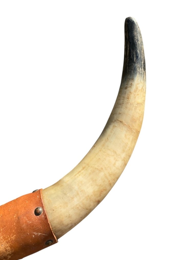 Toro de lidia español Cornamenta - Bos Taurus - 30 cm - 60 cm - 7 cm -  (1) #2.1