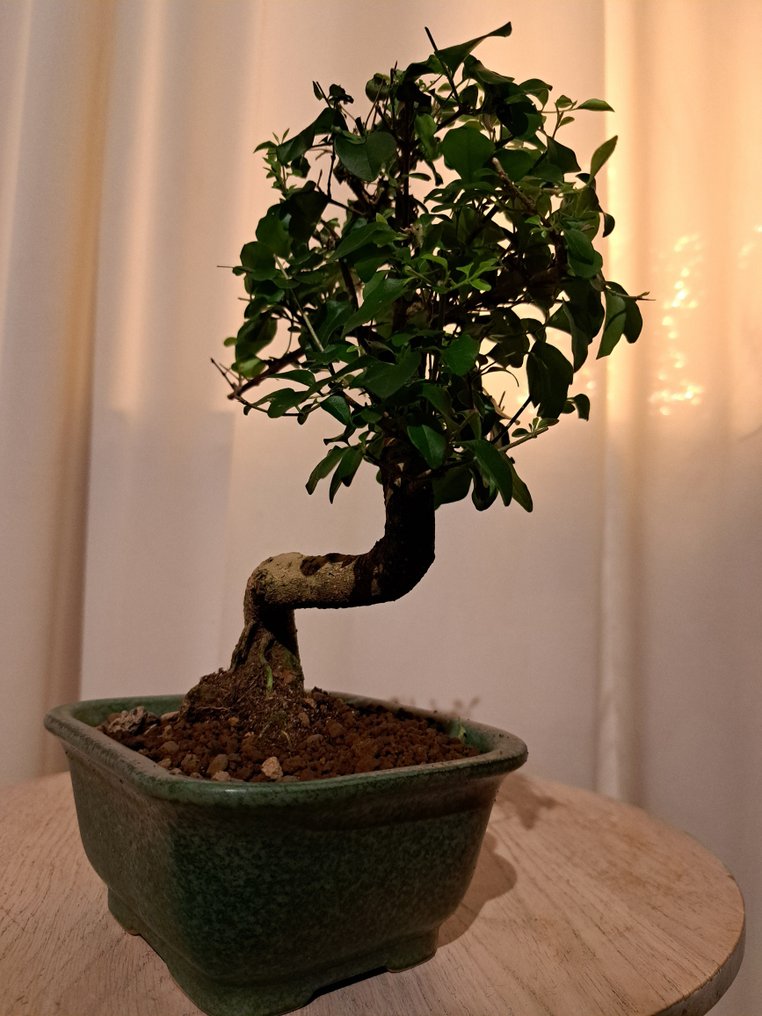 Liguster bonsai (Ligustrum) - Hoogte (boom): 20 cm - Diepte (boom): 17 cm - Nederland #1.0