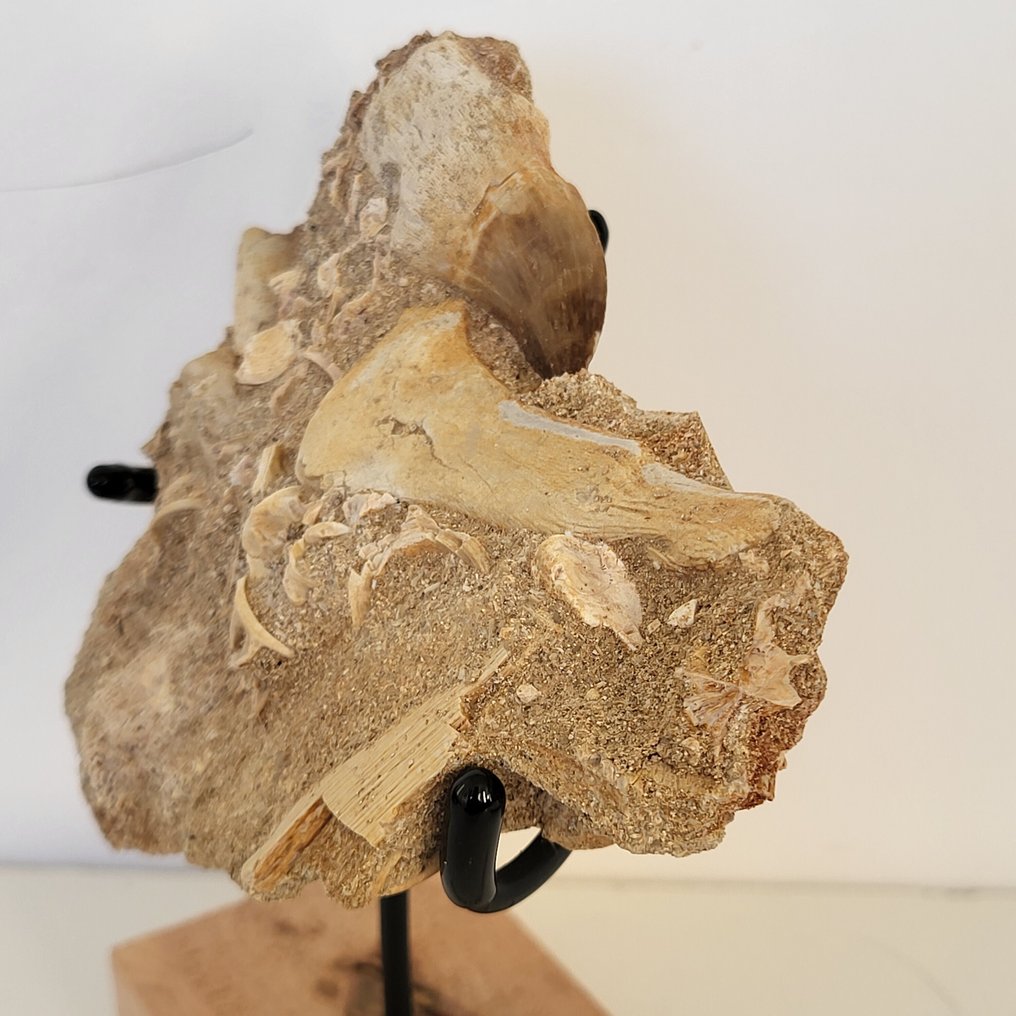 莫萨龙在木制展示架上的矩阵支架 - 頭骨化石 - Mosasaurus - 16 cm - 14 cm  (沒有保留價) #3.2
