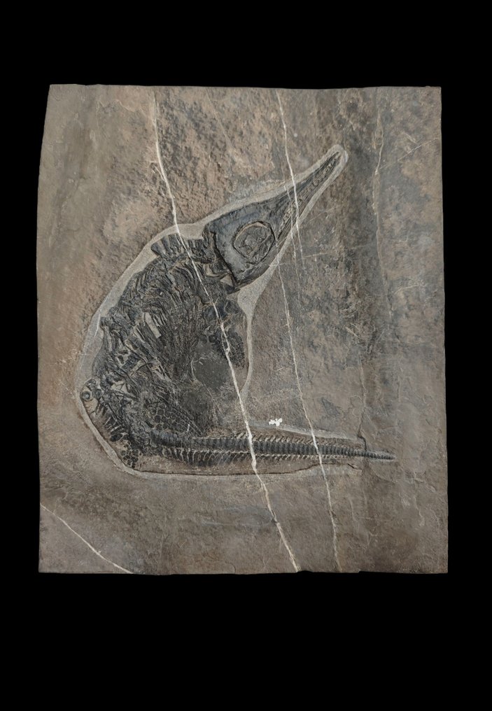 动物化石 - Small Mixosaurus fossil - 30 cm - 25 cm #1.0