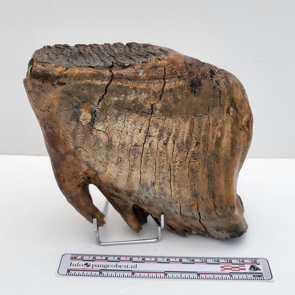 2,1 κιλά απολιθωμένων μαλλιαρών μαμούθ - Απολιθωμένο γομφίο - Mammuthus primigenius - 17 cm - 15 cm #2.1