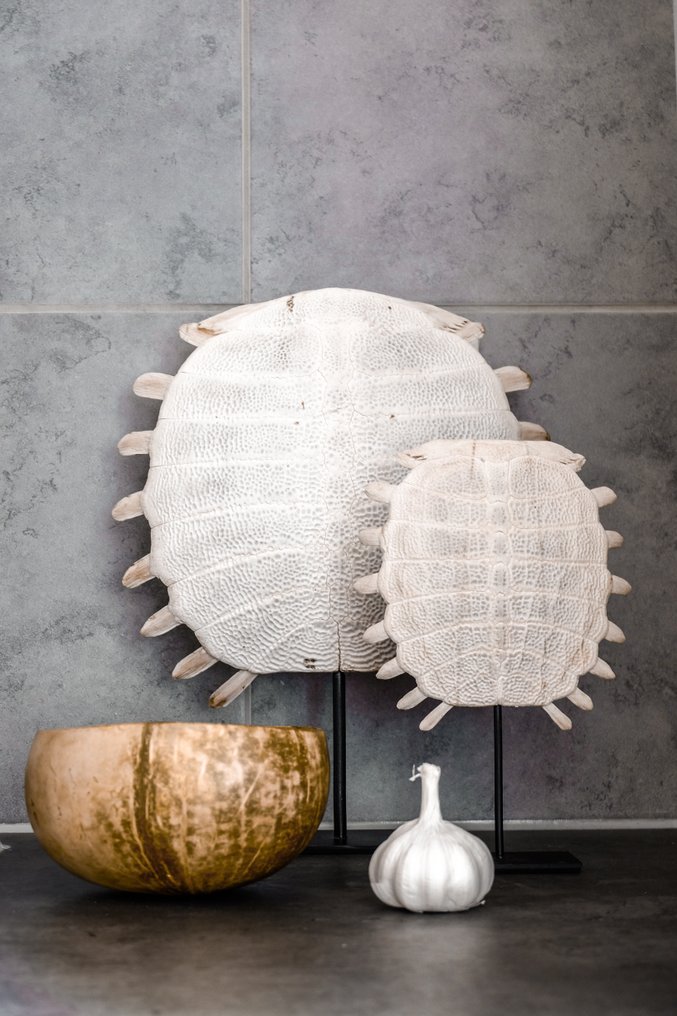 无底价 - 令人惊叹的中国软壳龟背甲，放置在定制底座上 骨 - Pelodiscus sinensis - 36 cm - 25 cm - 7 cm- 非《濒危物种公约》物种 -  (1) #1.0