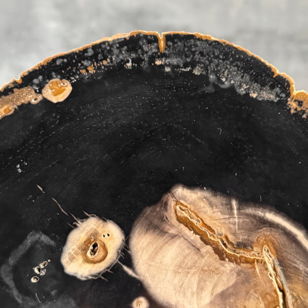 令人惊叹的化石木片，放置在定制底座上。 - 化石木材 - 29 cm - 28.5 cm  (没有保留价) #4.3