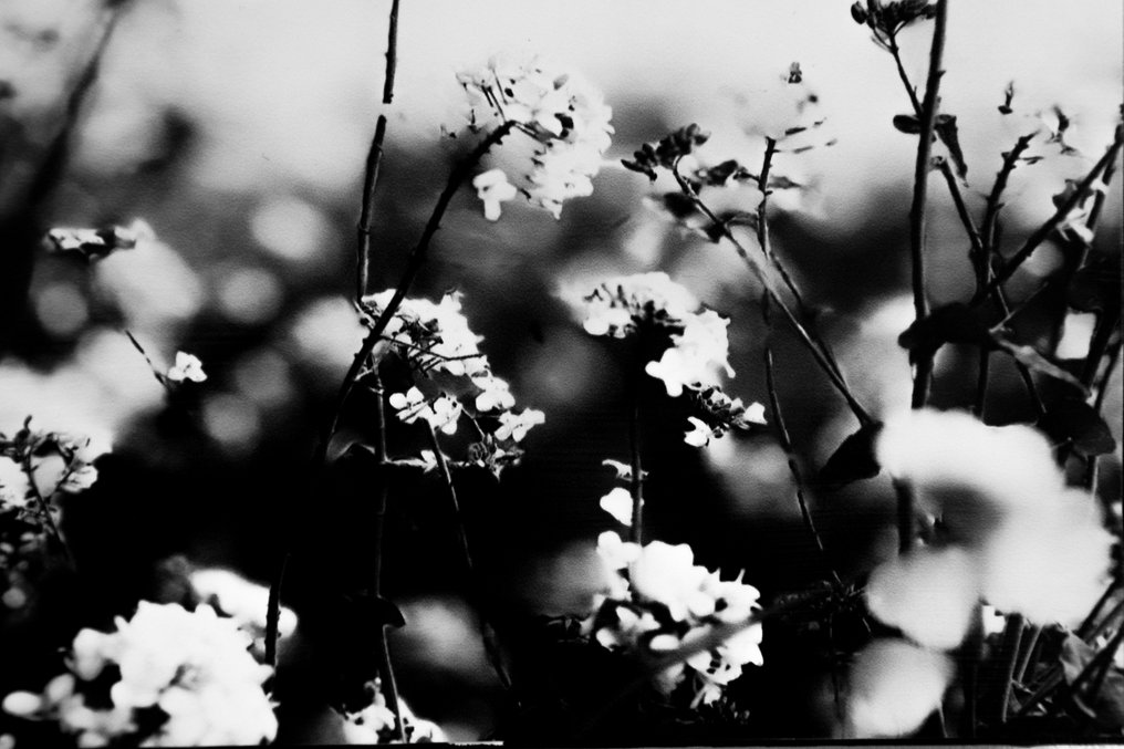 Rouzbeh Tahmassian - In bloom #4.3