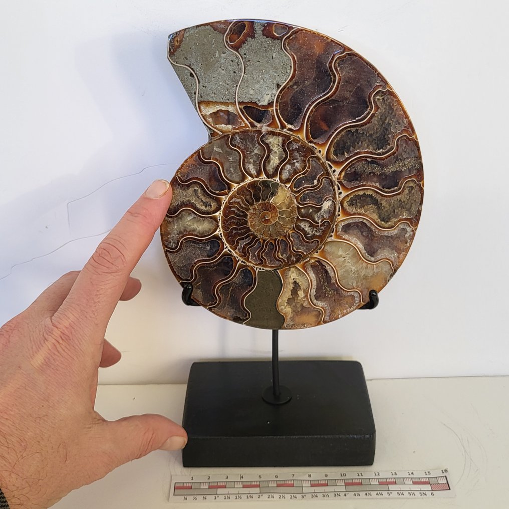 Φανταστικό κομμένο και γυαλισμένο Ammonite σε χειροποίητη έκθεση. - Απολιθωμένο κέλυφος - Aioloceras (Cleoniceras) sp. - 26 cm - 15 cm  (χωρίς τιμή ασφαλείας) #1.0