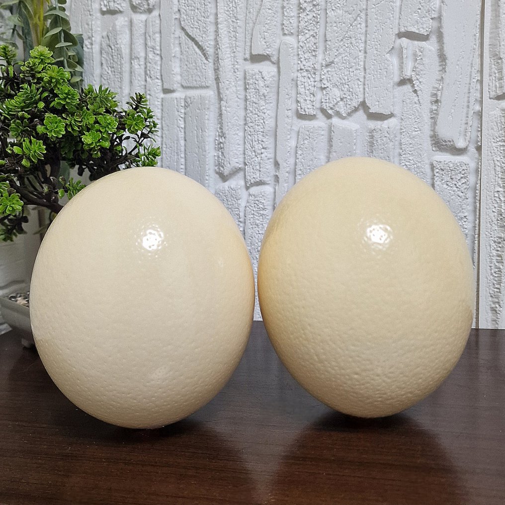 Στρουθοκάμηλος Αυγό - Pair of Natural Polished Ostrich Egg Shells - 155 mm - 125 mm - 125 mm - (2) #1.0