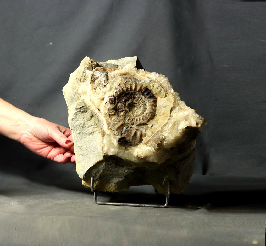 巨型装饰性菊石，内含在裂隙虫球凝灰岩中的晶体 - 動物化石 - Ammonite - 26 cm - 23 cm  (沒有保留價) #1.0