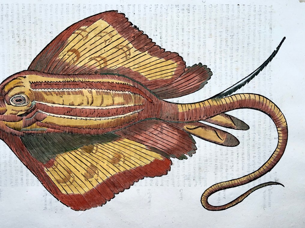 Coriolano (b.1540), Aldrovandi; Fish: Stingray, folio with hand coloured woodcut - 1638 #3.2