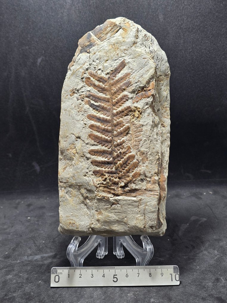 Samambaia - Matriz fóssil - Sphenopteris hadropylla  (Sem preço de reserva) #1.0