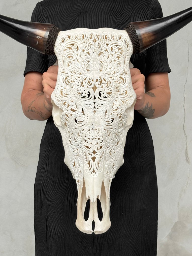 无底价 - 正宗大号白色雕刻公牛头骨 - 小莲花图案 雕刻頭骨 - Bos Taurus - 56 cm - 60 cm - 21 cm- 非《瀕臨絕種野生動植物國際貿易公約》物種 - (1) #1.0