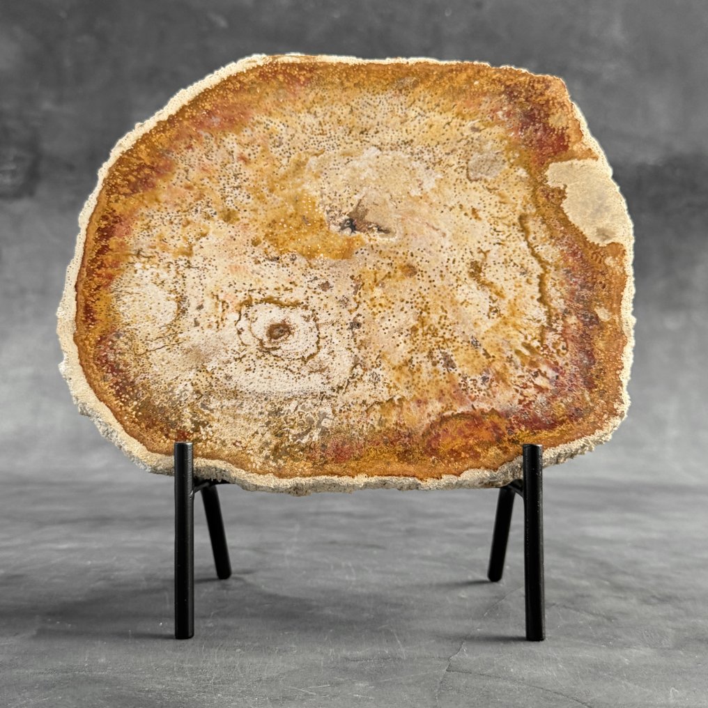 令人惊叹的化石化棕榈根切片，放置在定制底座上 - 化石木材 - Palma Fossile  (沒有保留價) #2.1