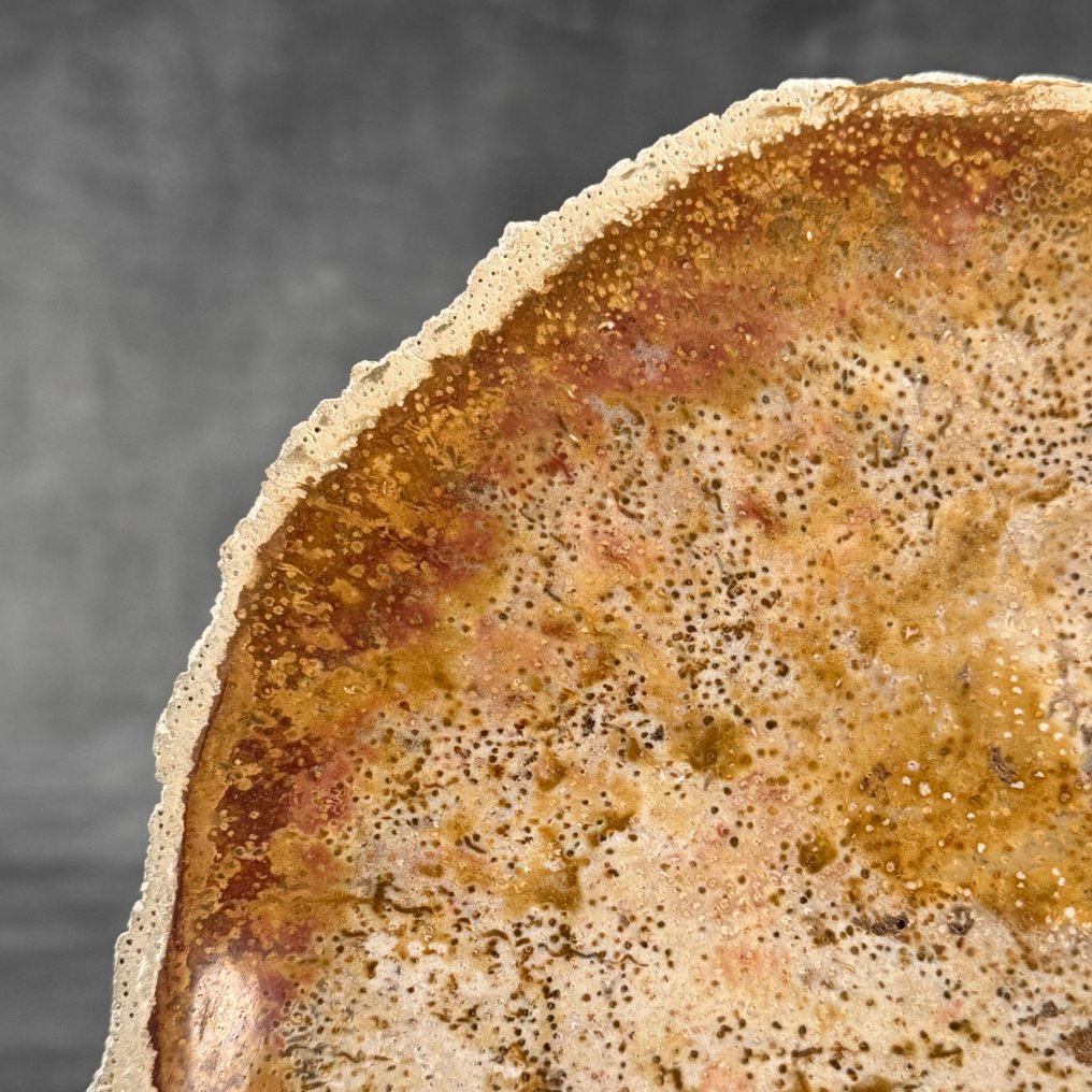 令人惊叹的化石化棕榈根切片，放置在定制底座上 - 化石木材 - Palma Fossile  (沒有保留價) #3.2