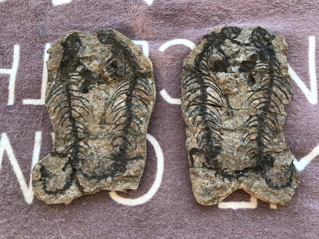 海洋爬行動物 - 骨骼化石 - Barasaurus sp. - 17 cm - 10 cm #3.2