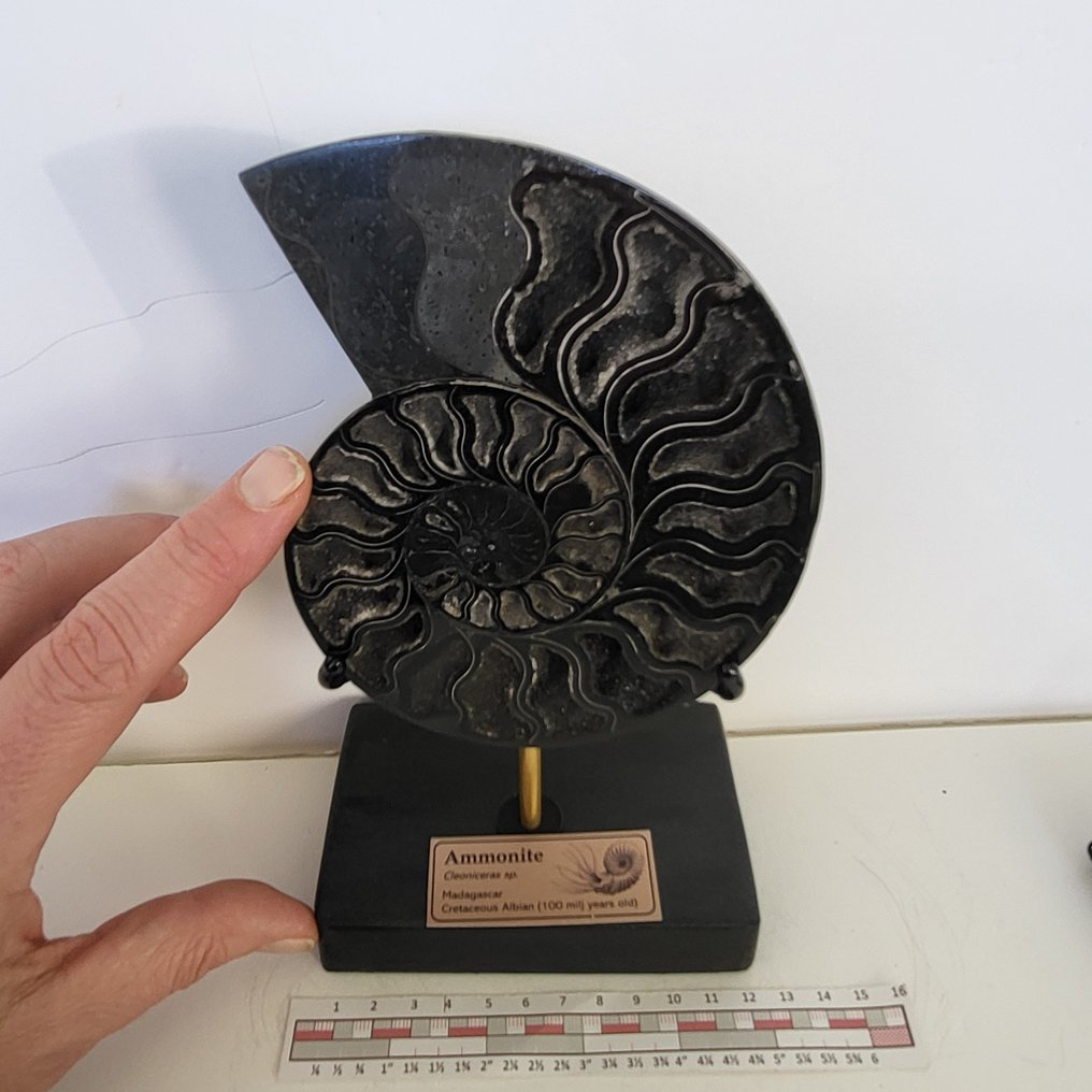 Φανταστικό σπάνιο Μαύρο Αμμόνιτη σε χειροποίητη παρουσίαση. - Απολιθωμένο κέλυφος - Aioloceras (Cleoniceras) sp. - 21 cm - 12 cm  (χωρίς τιμή ασφαλείας) #1.0