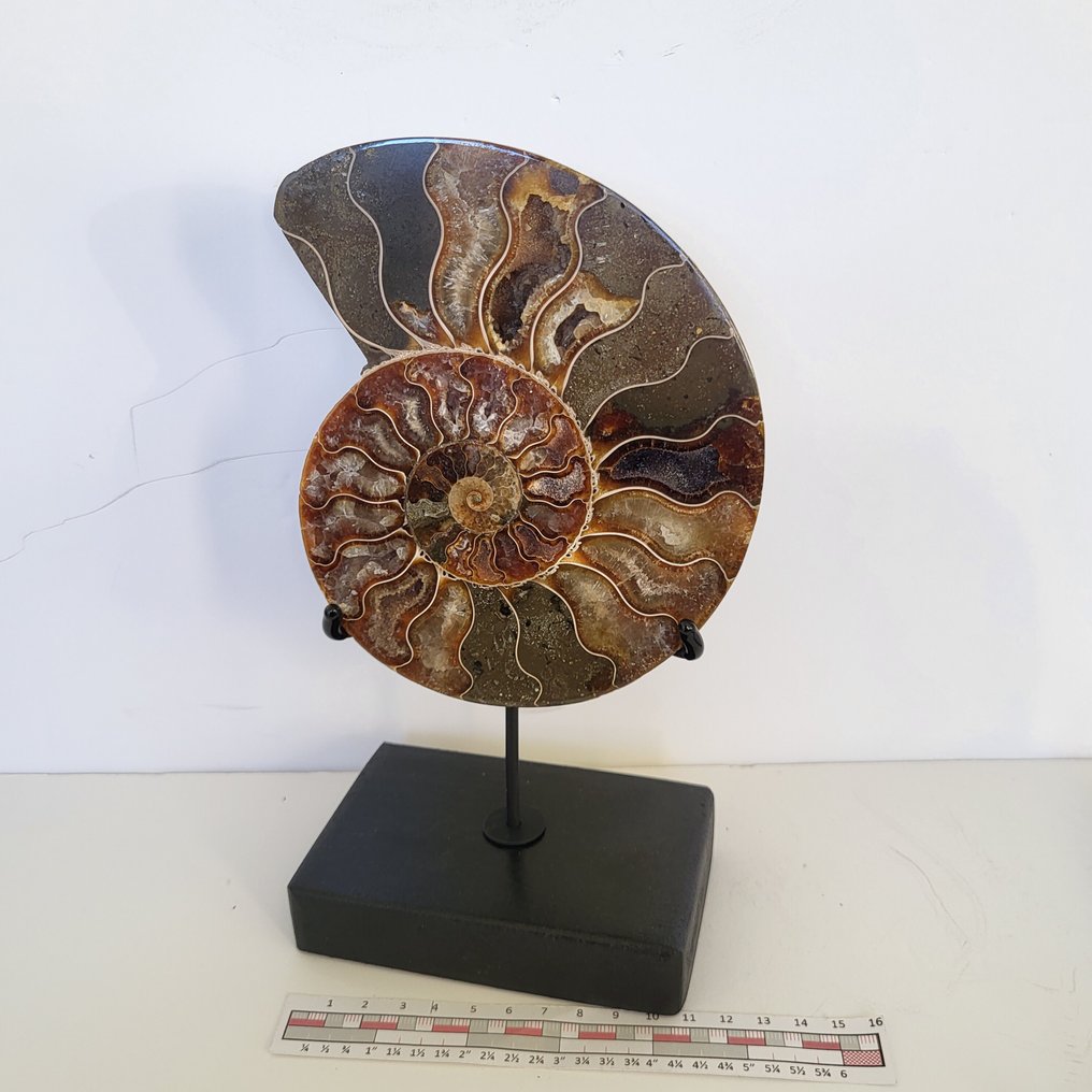 Φανταστικό κομμένο και γυαλισμένο Ammonite σε χειροποίητη έκθεση. - Απολιθωμένο κέλυφος - Aioloceras (Cleoniceras) sp. - 23 cm - 13 cm  (χωρίς τιμή ασφαλείας) #1.0
