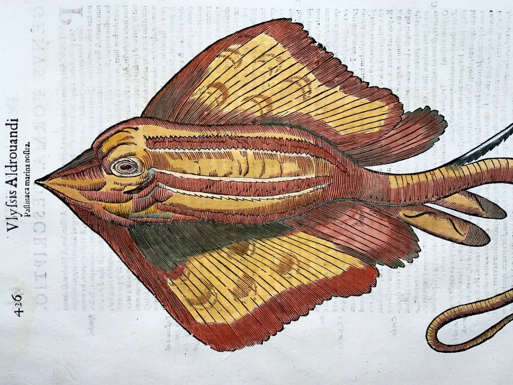 Coriolano (b.1540), Aldrovandi; Fish: Stingray, folio with hand coloured woodcut - 1638 #2.1